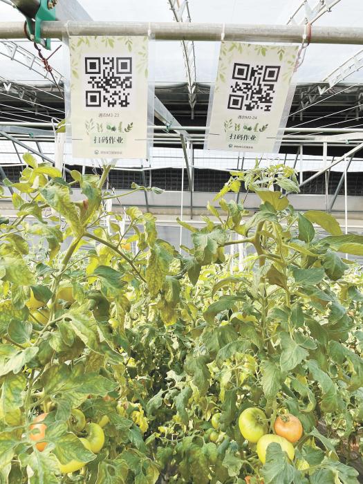 智慧大棚工人通過掃描二維碼，便可查詢當(dāng)前的作業(yè)情況?！吨袊侣劇穲?魏寒冰 攝