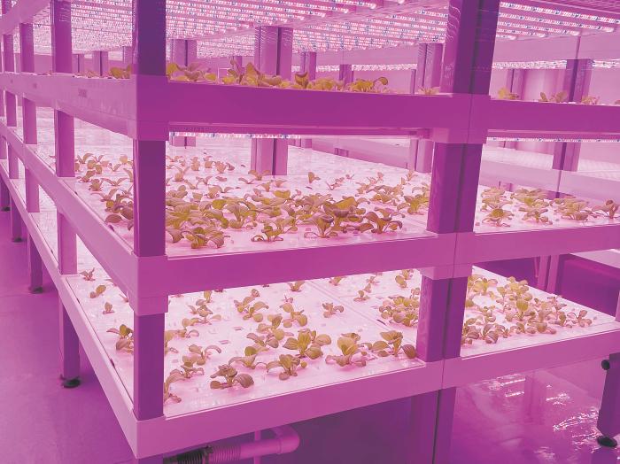 在物美植物工廠里，通過LED燈的照射，蔬菜散發(fā)勃勃生機。受訪者供圖